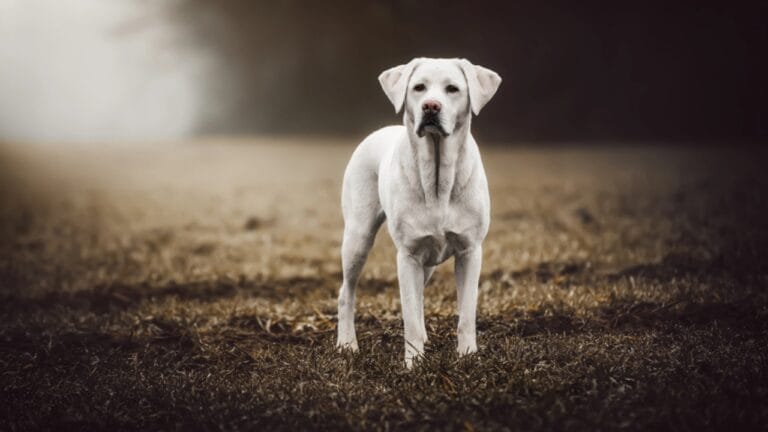 Can Dogs See Ghosts? The Truth Behind Their Eerie Instincts 5 Can Dogs See Ghosts? The Truth Behind Their Eerie Instincts - Young strong white labrador retriever dog dp206427160 dnoh