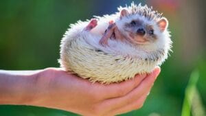 15 Hedgehog Facts That Prove They’re More Than Just Adorable Little Spikes 1 15 Hedgehog Facts That Prove They’re More Than Just Adorable Little Spikes - african hedgehog pet ss2050150706 degm