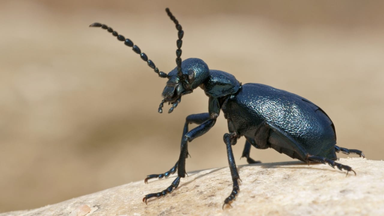 14 Dangerous Bugs You Should Eliminate on Sight 15 14 Dangerous Bugs You Should Eliminate on Sight - american oil beetle dp46175735 dnoh