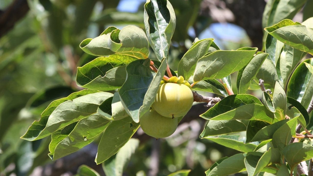 7 Native Trees That Outshine Flowers for Pollinators 4 7 Native Trees That Outshine Flowers for Pollinators - american persimonn tree dp316784702 dnoh