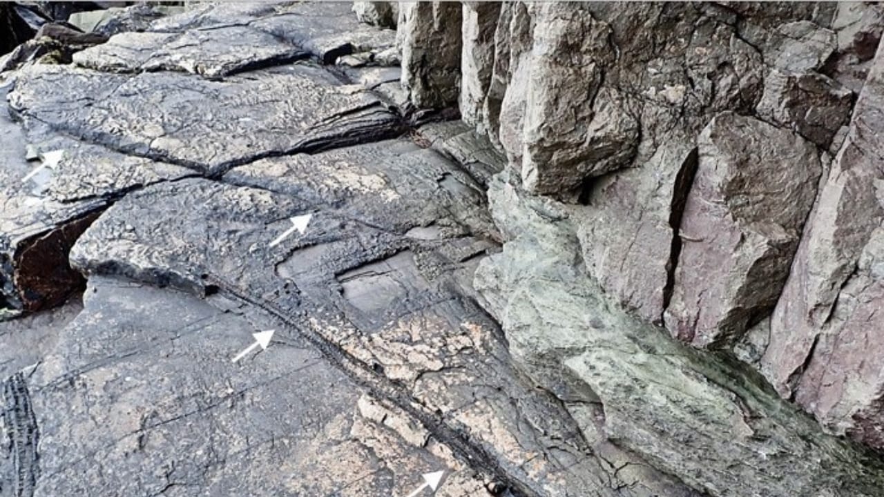 World’s Oldest Forest Found in England After 390 Million Years 8 World’s Oldest Forest Found in England After 390 Million Years - ancient forest