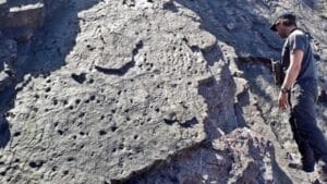 World’s Oldest Forest Found in England After 390 Million Years 1 World’s Oldest Forest Found in England After 390 Million Years - atmospheric with stone