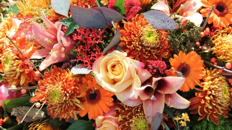 15 Fall Flowers That Attract Pollinators & Add Color 3 15 Fall Flowers That Attract Pollinators & Add Color - autumn flowers dp26071877 dnoh