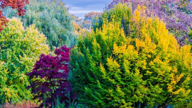 10 Stunning Trees for Vibrant Fall Colors & Greener Planet 7 10 Stunning Trees for Vibrant Fall Colors & Greener Planet - autumn forest autumn trees dp620540606 dnoh
