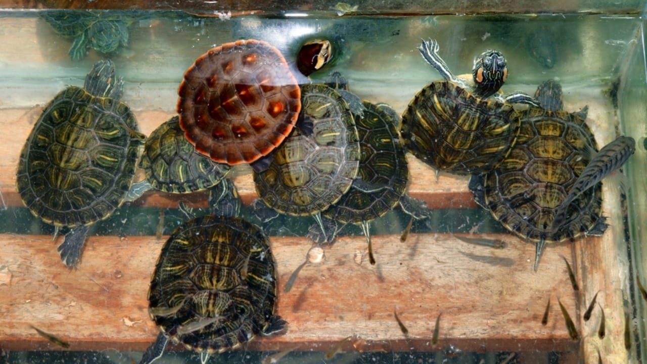 Everyday Items in Your Home That May Be Breaking the Law - baby turtle ss2531838035 adyh