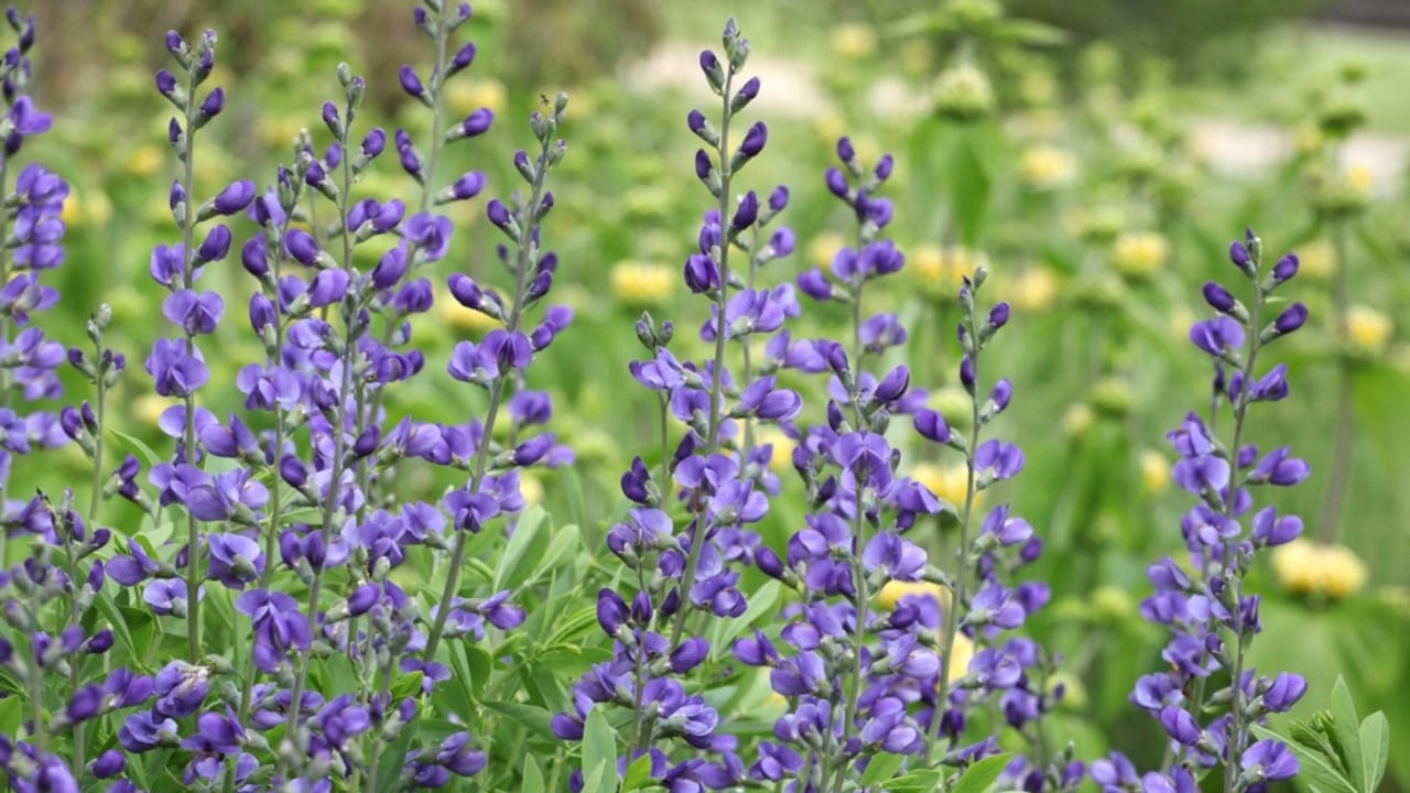 Don’t Risk It: 16 Perennials You Should Never Divide 6 Don’t Risk It: 16 Perennials You Should Never Divide - baptisia ss2163917795 dnoh