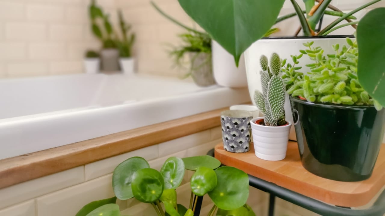 Bathroom Plants Made Easy: 15 Care Tips for a Lush Look - bathroom with plants dp330336912 dnoh