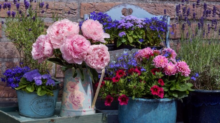 Don’t Risk It: 16 Perennials You Should Never Divide 7 Don’t Risk It: 16 Perennials You Should Never Divide - beautiful peonies ss1434010295 dnoh