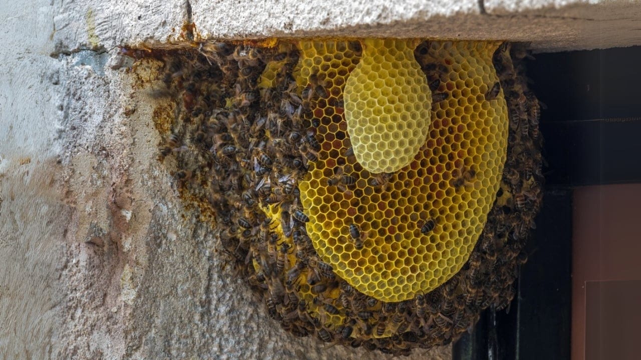 Bees Build Perfectly Symmetrical Hives—Here’s Why It Matters 4 Bees Build Perfectly Symmetrical Hives—Here’s Why It Matters - bee colony bee nest dp201462062 dnoh