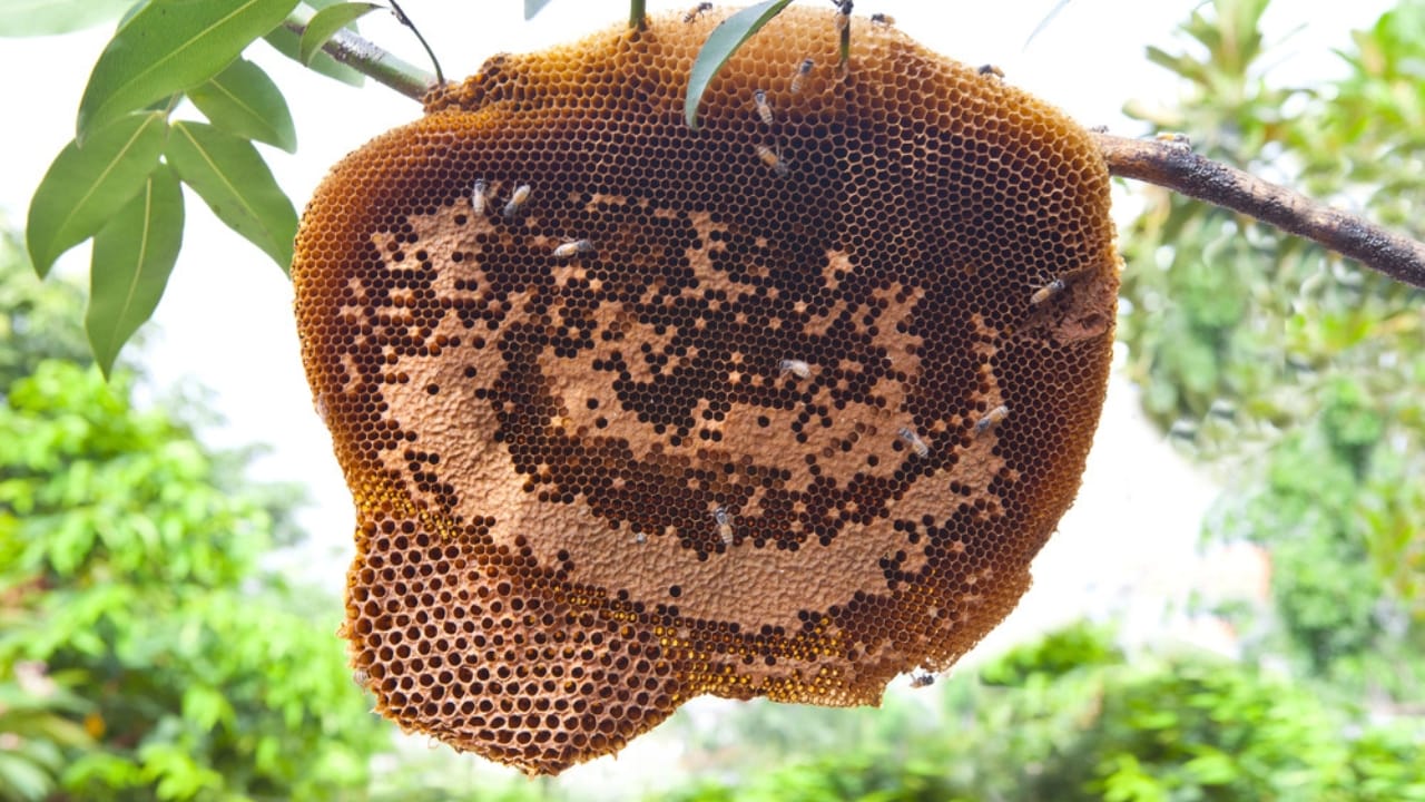 Bees Build Perfectly Symmetrical Hives—Here’s Why It Matters 5 Bees Build Perfectly Symmetrical Hives—Here’s Why It Matters - beehive bee colony dp31381335 dnoh