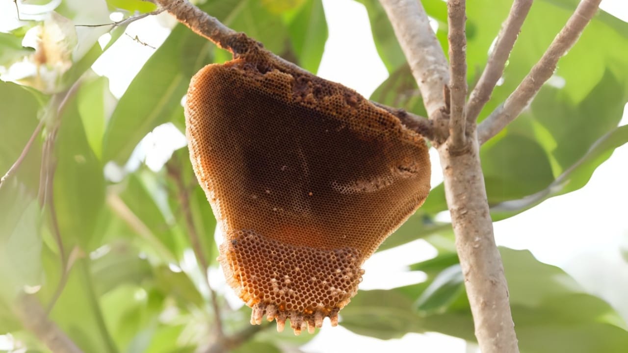 Bees Build Perfectly Symmetrical Hives—Here’s Why It Matters 6 Bees Build Perfectly Symmetrical Hives—Here’s Why It Matters - beehive dp84157968 dnoh