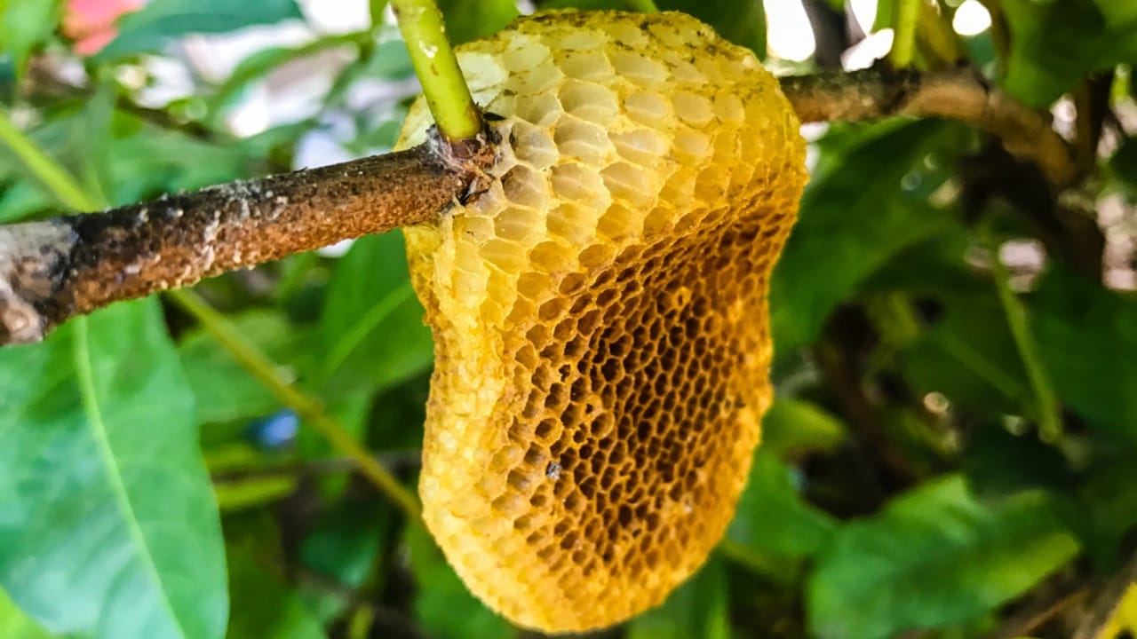 Bees Build Perfectly Symmetrical Hives—Here’s Why It Matters 2 Bees Build Perfectly Symmetrical Hives—Here’s Why It Matters - bees nests honeycomb dp148946147 dnoh