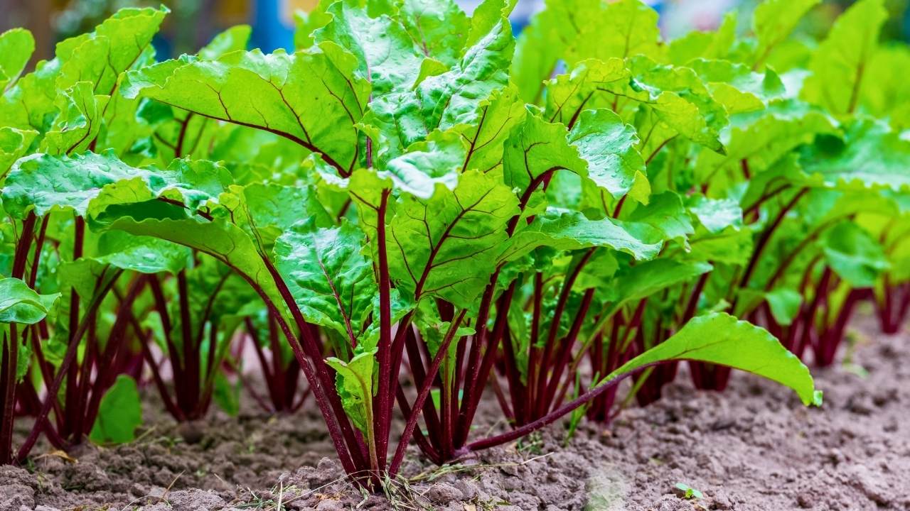 20 cut and come again vegetables that feel like free food forever 10 20 cut and come again vegetables that feel like free food forever - beet greens s2114160335dnoh