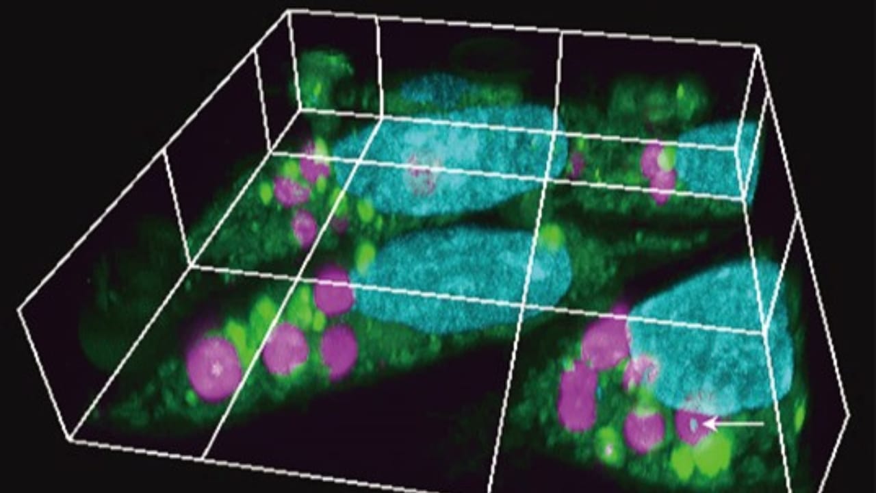 Scientists Create Animal Cells That Harness Sunlight for Energy 3 Scientists Create Animal Cells That Harness Sunlight for Energy - biological barrier planimal cells