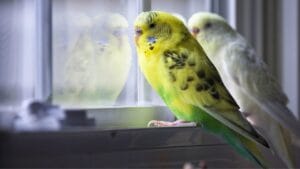 Scientists Suggest Animals—and Maybe Insects—Feel Emotions 1 Scientists Suggest Animals—and Maybe Insects—Feel Emotions - bird window yellow ss791073298 degm
