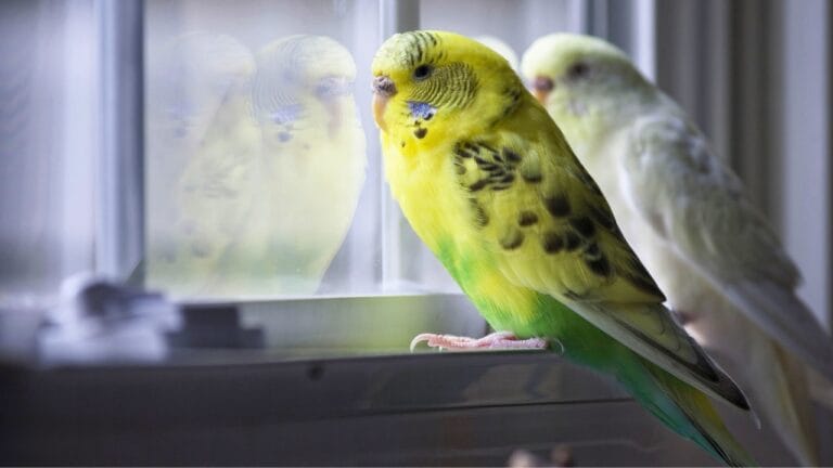 Scientists Suggest Animals—and Maybe Insects—Feel Emotions 10 Scientists Suggest Animals—and Maybe Insects—Feel Emotions - bird window yellow ss791073298 degm