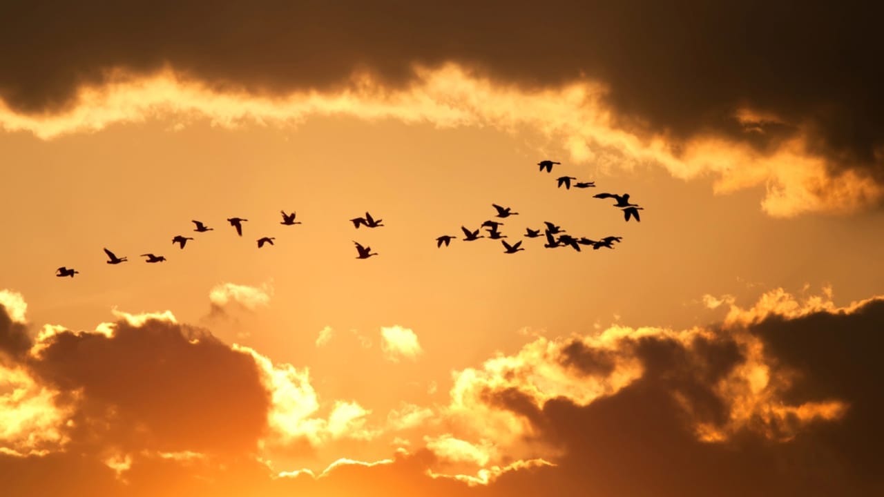 14 Signs in Nature That Predict a Harsh Winter Ahead - birds migrating dp9499158 dnoh