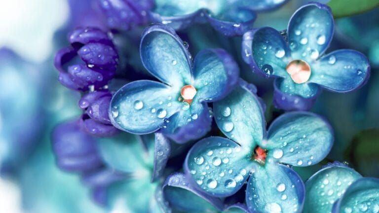 Bring Rare Blue Blooms to Your Garden With These Perennials 9 Bring Rare Blue Blooms to Your Garden With These Perennials - blue lilac flower ss135232760 dnoh