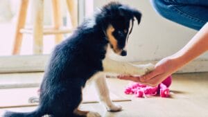 15 Genius Dog Breeds You’ll Want in Your Family 1 15 Genius Dog Breeds You’ll Want in Your Family - border collie puppy practicing tricks ss1064879666 degm