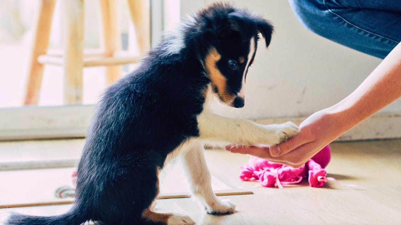 12 Intelligent Dog Breeds That Truly Understand Humans - border collie puppy practicing tricks ss1064879666 degm