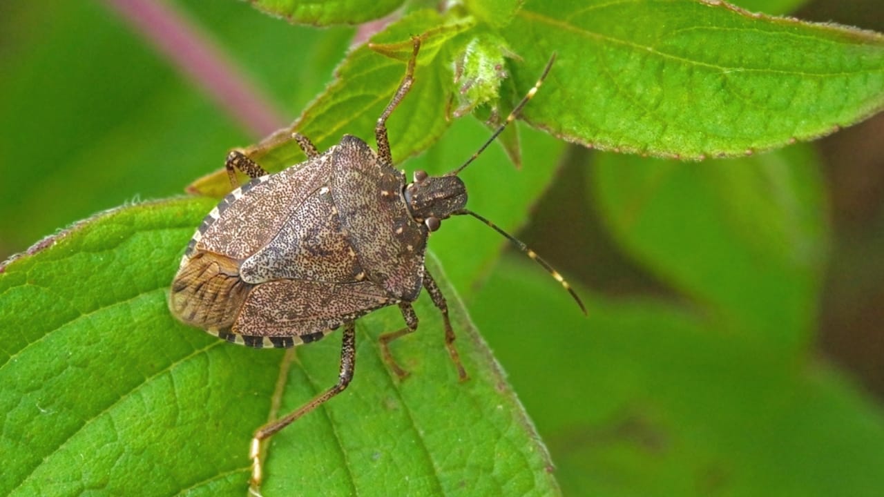 14 Dangerous Bugs You Should Eliminate on Sight 11 14 Dangerous Bugs You Should Eliminate on Sight - brown marmorated stink bug dp371569344 dnoh