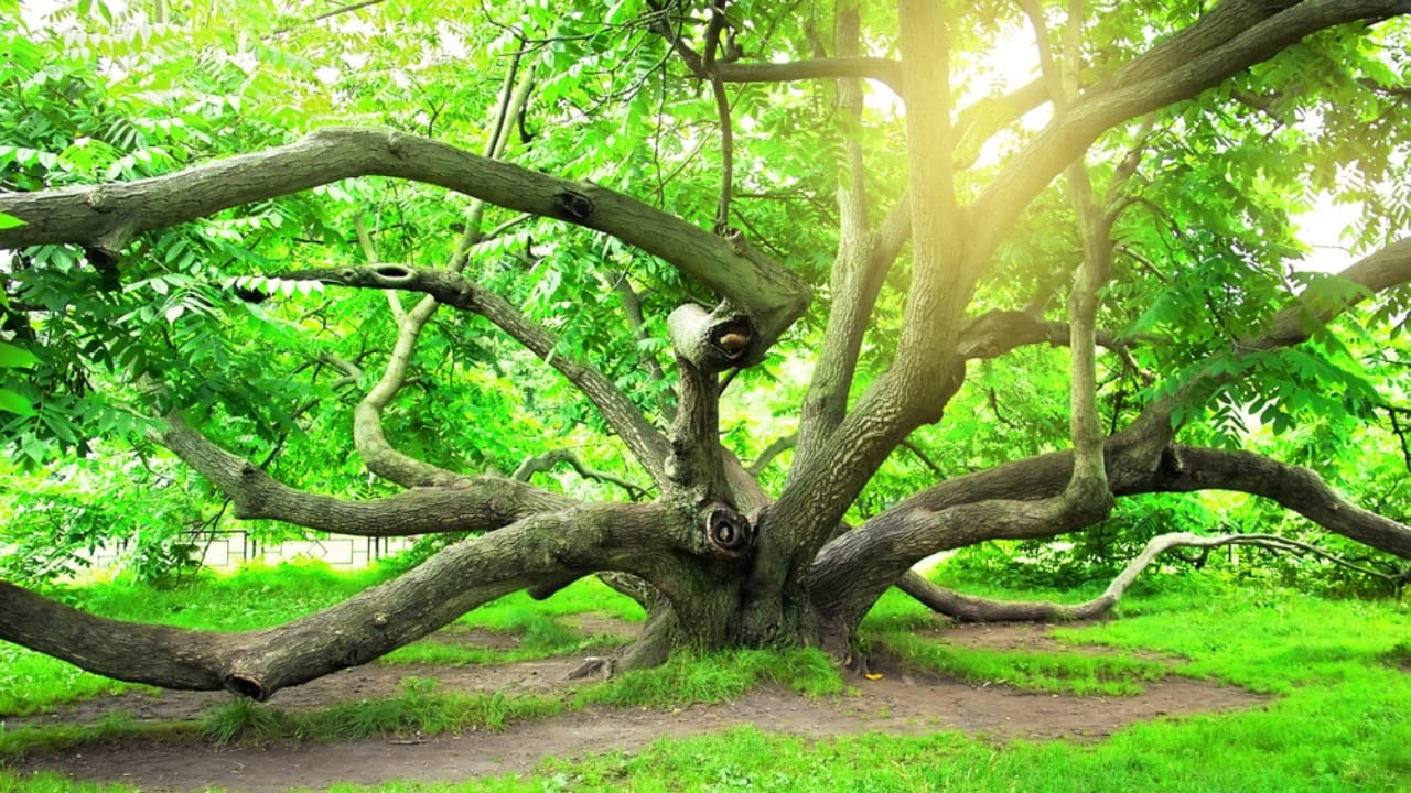 19 American Tree Species at Risk of Extinction 11 19 American Tree Species at Risk of Extinction - butternut tree dp230532226 dnoh