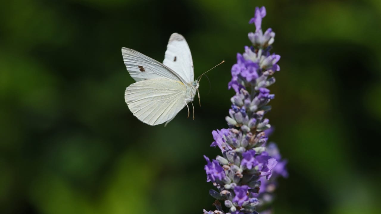 What a White Butterfly Crossing Your Path Really Means - cabbage white butterfly ss1239249907 dpdgm