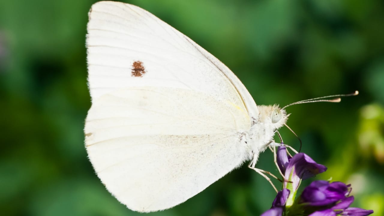 What a White Butterfly Crossing Your Path Really Means - cabbage white butterfly ss161842202 dpdgm