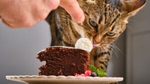 16 Foods That Can Harm or Kill Your Cat—Keep Them Away 1 16 Foods That Can Harm or Kill Your Cat—Keep Them Away - cat cake ss2041755179 degm