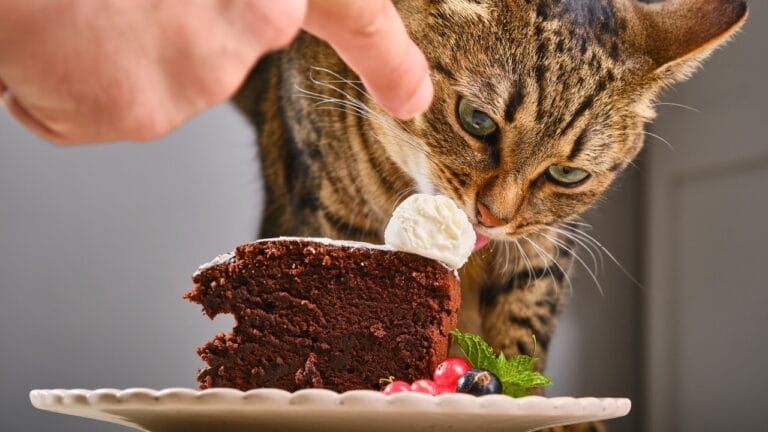 16 Foods That Can Harm or Kill Your Cat—Keep Them Away 7 16 Foods That Can Harm or Kill Your Cat—Keep Them Away - cat cake ss2041755179 degm