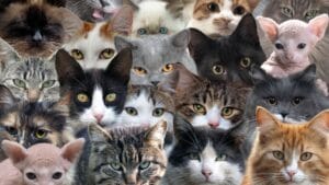 The 10 Most Popular Cat Names in the U.S. Right Now 1 The 10 Most Popular Cat Names in the U.S. Right Now - cat breed ss1857970177