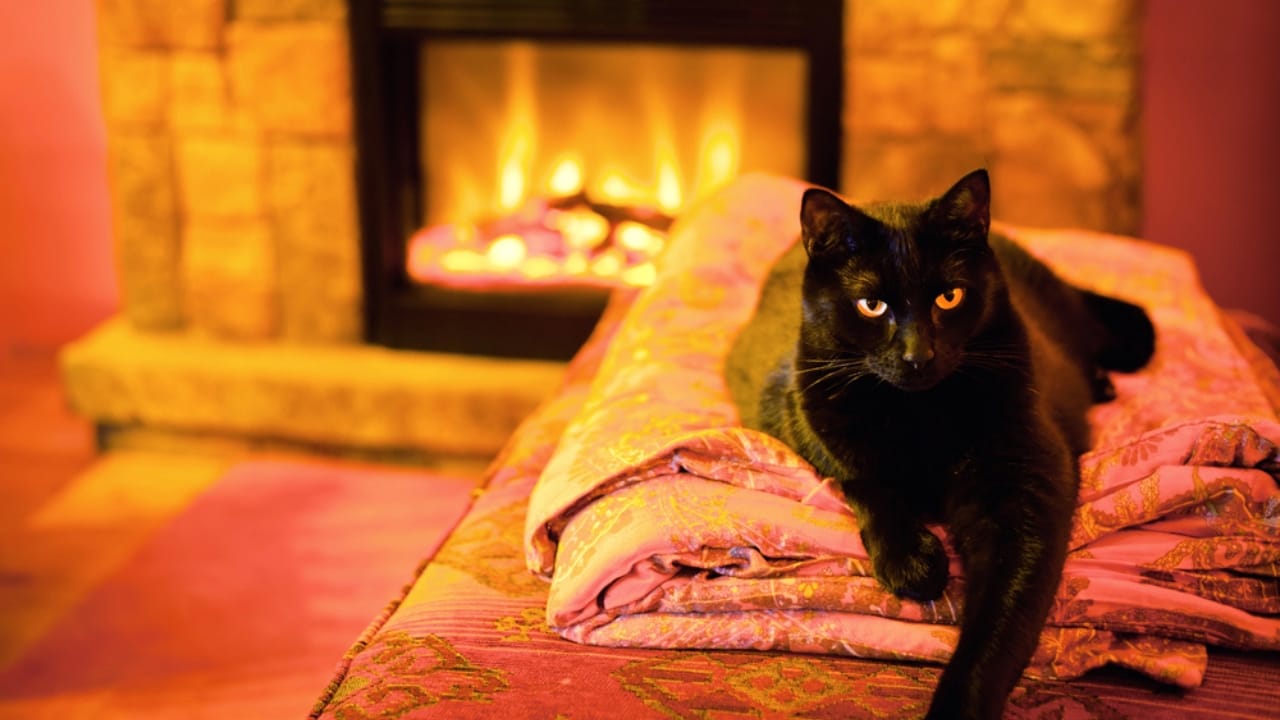 Keeping Cats Warm in Winter: Tips Every Owner Should Follow 6 Keeping Cats Warm in Winter: Tips Every Owner Should Follow - cat by a fireplace dp9261048 dnoh