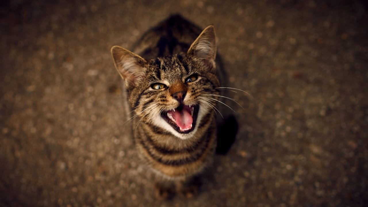 Why Your Cat Won’t Stop Meowing—and How to Fix It 6 Why Your Cat Won’t Stop Meowing—and How to Fix It - cat meowing dp179028556 dnoh