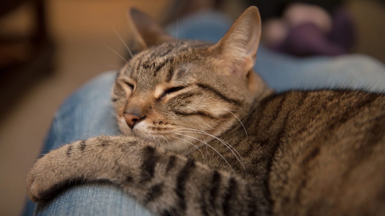 8 Sweet Ways Cats Show They Appreciate You 8 8 Sweet Ways Cats Show They Appreciate You - cat sleep in lap dp61350159 dnoh