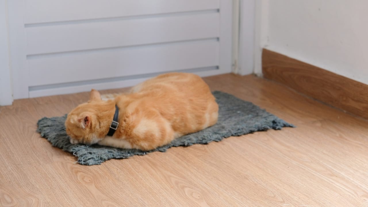 Dryer Lint Goes From Trash to Treasure in 13 Clever Uses 14 Dryer Lint Goes From Trash to Treasure in 13 Clever Uses - cat sleeping dp659824170 dnoh