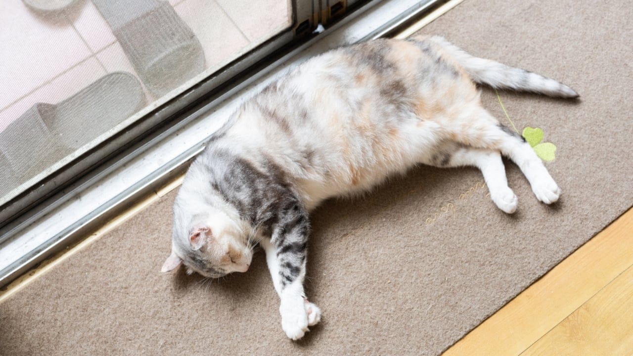 Keeping Cats Warm in Winter: Tips Every Owner Should Follow 2 Keeping Cats Warm in Winter: Tips Every Owner Should Follow - cat sunbathing dp644596450 dnoh