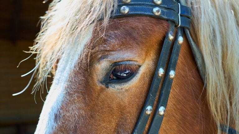 Bridling Beliefs: How Owners’ Views Impact the Welfare of Working Horses 8 Bridling Beliefs: How Owners’ Views Impact the Welfare of Working Horses - chestnut horse eye ss2502926581