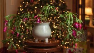 Make Your Christmas Cactus Bloom on Time with These 7 Tips 1 Make Your Christmas Cactus Bloom on Time with These 7 Tips - christmas cactus ss2094399955 dnoh