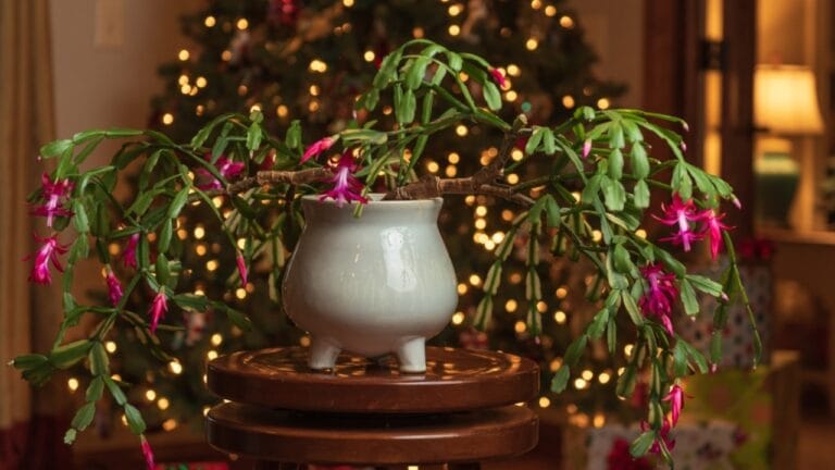 Make Your Christmas Cactus Bloom on Time with These 7 Tips 4 Make Your Christmas Cactus Bloom on Time with These 7 Tips - christmas cactus ss2094399955 dnoh