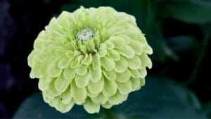 Every Garden Should Have Zinnias—Here’s Why 1 Every Garden Should Have Zinnias—Here’s Why - citrus lime green double blooming zinnia ss2101911280 degm