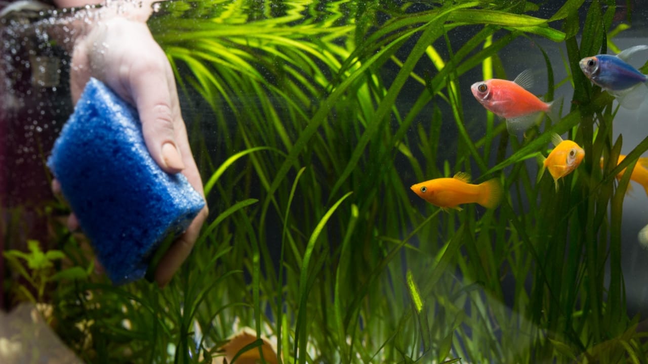 20 Everyday Hydrogen Peroxide Uses Everyone Should Know 18 20 Everyday Hydrogen Peroxide Uses Everyone Should Know - cleaning aquarium dp441365274 dnoh