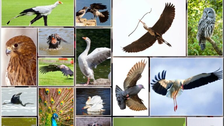 The Bird of Your Birth Month Reveals Your Key Traits 9 The Bird of Your Birth Month Reveals Your Key Traits - collage of birds dp43082277 dnoh