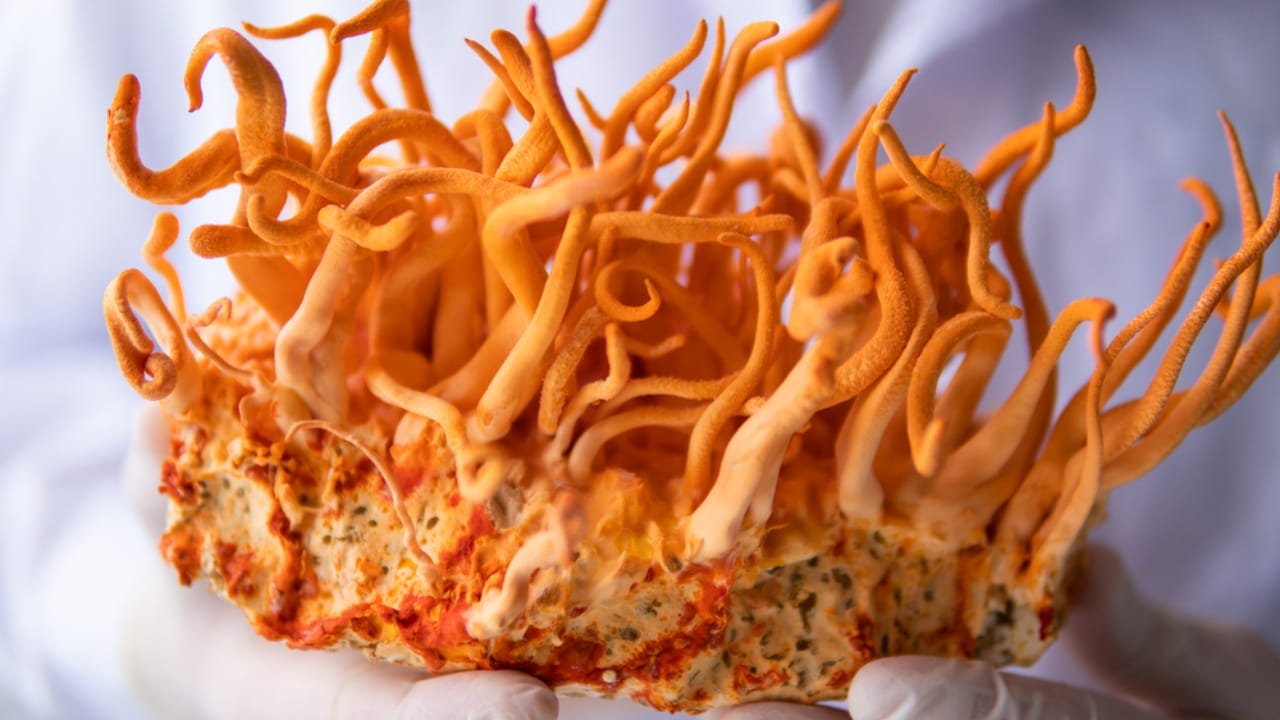 Caterpillar Fungus May Hold the Secret to Fighting Cancer 4 Caterpillar Fungus May Hold the Secret to Fighting Cancer - cordyceps dp542752266 dnoh