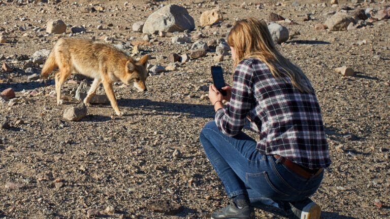Hunting Coyotes Could Be Backfiring Across the U.S. - coyote sighting sign ss1286326249 degm