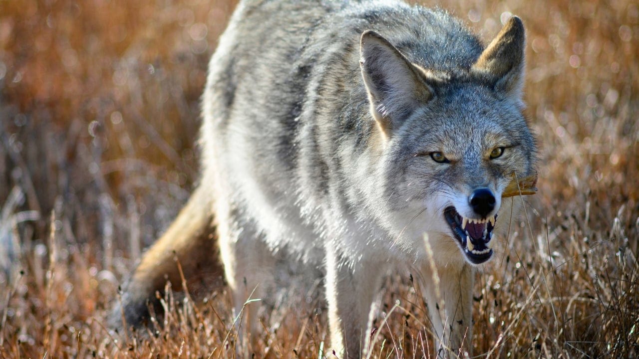 12 Strategies for Dealing with Coyote Encounters in Your Neighborhood 11 12 Strategies for Dealing with Coyote Encounters in Your Neighborhood - coyote ss1823336705 degm