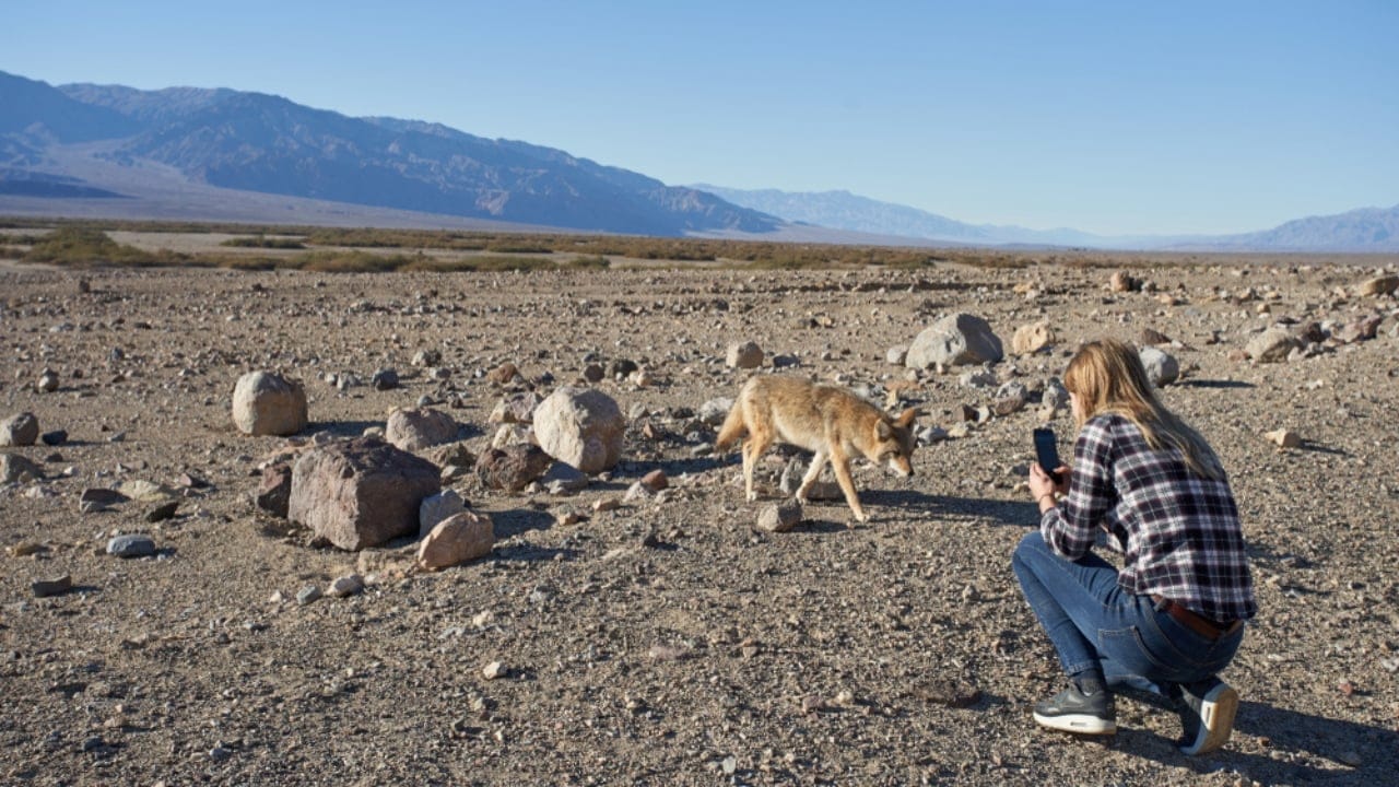 12 Strategies for Dealing with Coyote Encounters in Your Neighborhood 2 12 Strategies for Dealing with Coyote Encounters in Your Neighborhood - coyote and human ss1286326249 dnoh