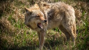 12 Strategies for Dealing with Coyote Encounters in Your Neighborhood 1 12 Strategies for Dealing with Coyote Encounters in Your Neighborhood - coyote ss275869880 dnoh