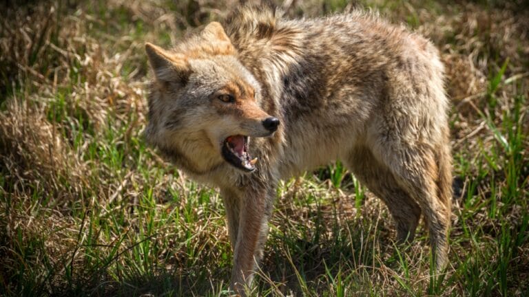 12 Strategies for Dealing with Coyote Encounters in Your Neighborhood 5 12 Strategies for Dealing with Coyote Encounters in Your Neighborhood - coyote ss275869880 dnoh