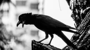 Crows Remember Their Enemies for Nearly 20 Years 1 Crows Remember Their Enemies for Nearly 20 Years - creepy crow ss1527238616 adyh