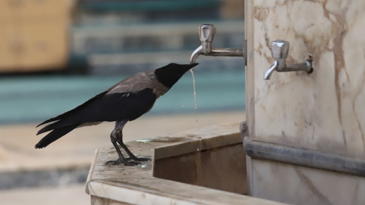 Crows Remember Their Enemies for Nearly 20 Years 6 Crows Remember Their Enemies for Nearly 20 Years - crow drinking ss2164836109 adyh